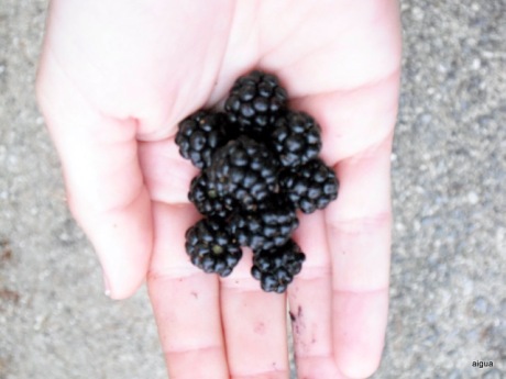 mores / blackberries